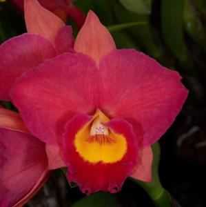 <i>Rhyncholaeliocattleya</i> California Queen