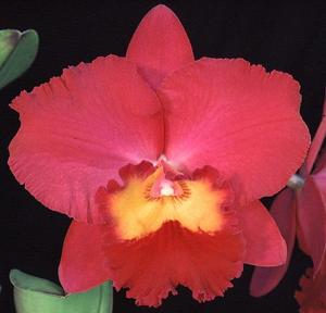 Rhyncholaeliocattleya Dream Circle