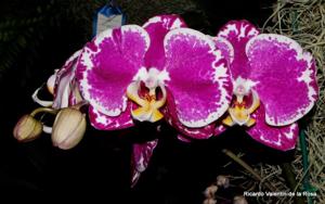 Phalaenopsis The Pride of Ben Yu