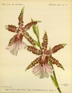 Miltonia bluntii