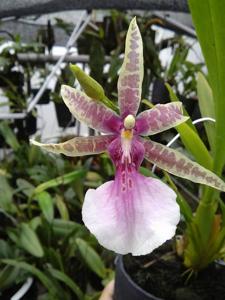 Miltonia bluntii