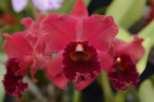 Rhyncholaeliocattleya Burgundy Splendor