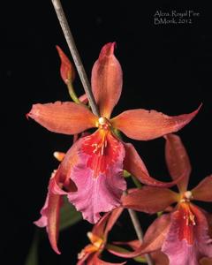 <i>Aliceara</i> Royal Fire