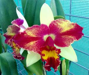 Cattleya Fire Magic