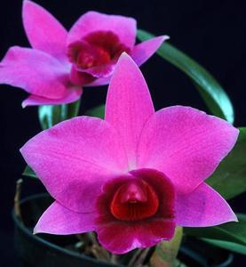 Cattleya Sacramento Rose