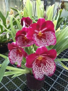Miltoniopsis Breathless