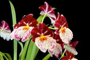Miltoniopsis Breathless