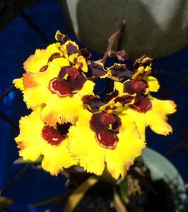 Miltoniopsis Tequila Sunrise