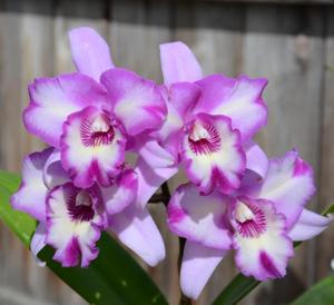 Laeliocattleya Miss Wonderful