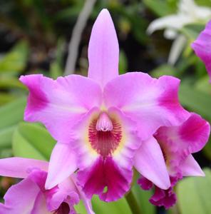 Laeliocattleya Miss Wonderful