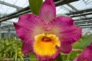 Dendrobium Oriental Gem
