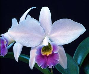 <i>Cattleya</i> Blue Peregrine