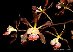 Encyclia Renate Schmidt
