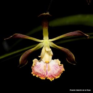 Encyclia Renate Schmidt