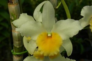 <i>Dendrobium</i> Yellow Song