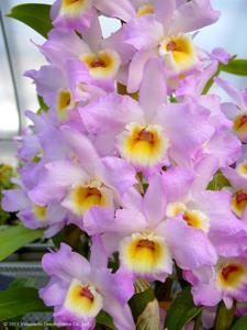 Dendrobium Cute Smile