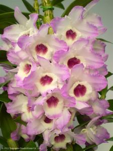 <i>Dendrobium</i> Sweet Poem