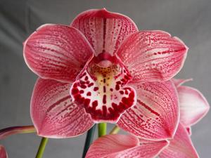 Cymbidium Darch Dots