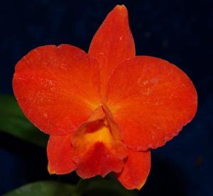Rhyncholaeliocattleya January's Child