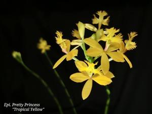 Epidendrum Pretty Princess