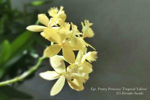 Epidendrum Pretty Princess