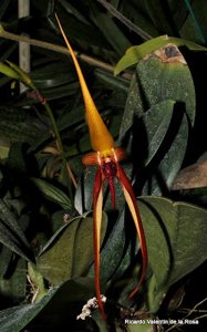Bulbophyllum A-doribil Upwind