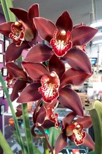 <i>Cymbidium</i> Lucifers Wings