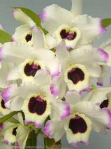 <i>Dendrobium</i> Lucky Bird