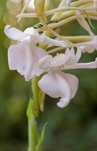 Pectabenaria Flamingo