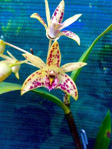 <i>Dendrobium</i> Bellambi