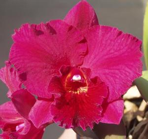 Rhyncholaeliocattleya Lebenkreis