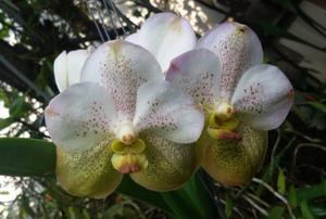 Vanda Boonyarit Diamond
