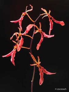 <i>Renanthera</i> John Losgar