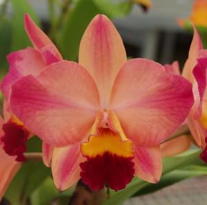 Cattleya Tokyo Life