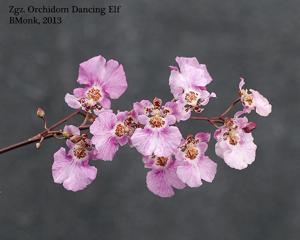 <i>Zelumguezia</i> Orchidom Dancing Elf