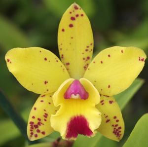 <i>Cattleya</i> Carlos E. Ospina