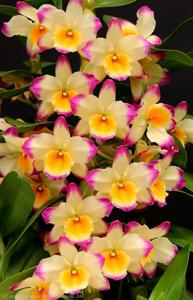 Dendrobium Fancy Lady