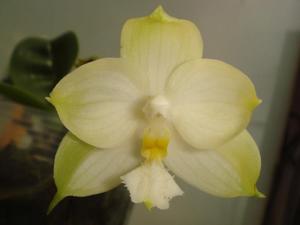 <i>Phalaenopsis</i> Yaphon Skype