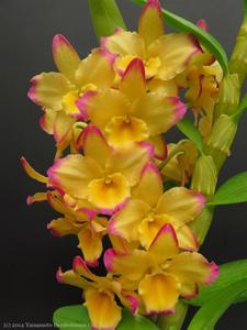 Dendrobium Cygnus