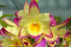 Dendrobium Cygnus