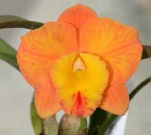 Cattleya Beau's Apricot Gem