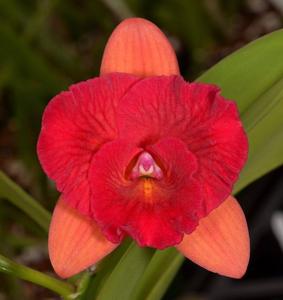 Rhyncholaeliocattleya Denis Roessiger