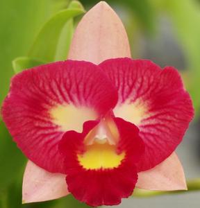 Rhyncholaeliocattleya Denis Roessiger