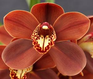 Cymbidium Apache Flame