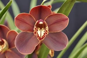Cymbidium Apache Flame