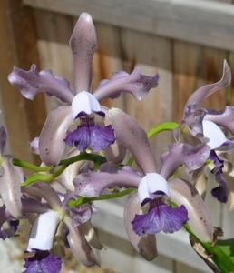 Cattleya Leoloddiglossa