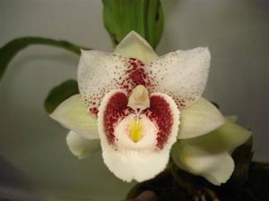 Catasetum Izabella Soares