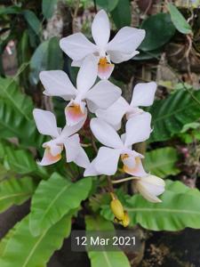 Phalaenopsis intermedia