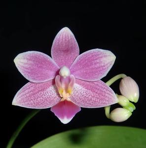 Phalaenopsis Ambotris