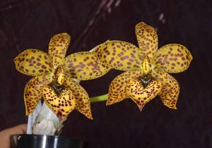 Cycnodes Troublemaker